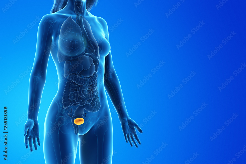 3d rendered medically accurate illustration of a womans bladder 3d rendered medically accurate illustration of a womans bladder