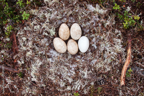 Forest-breeding bean goose nest photo