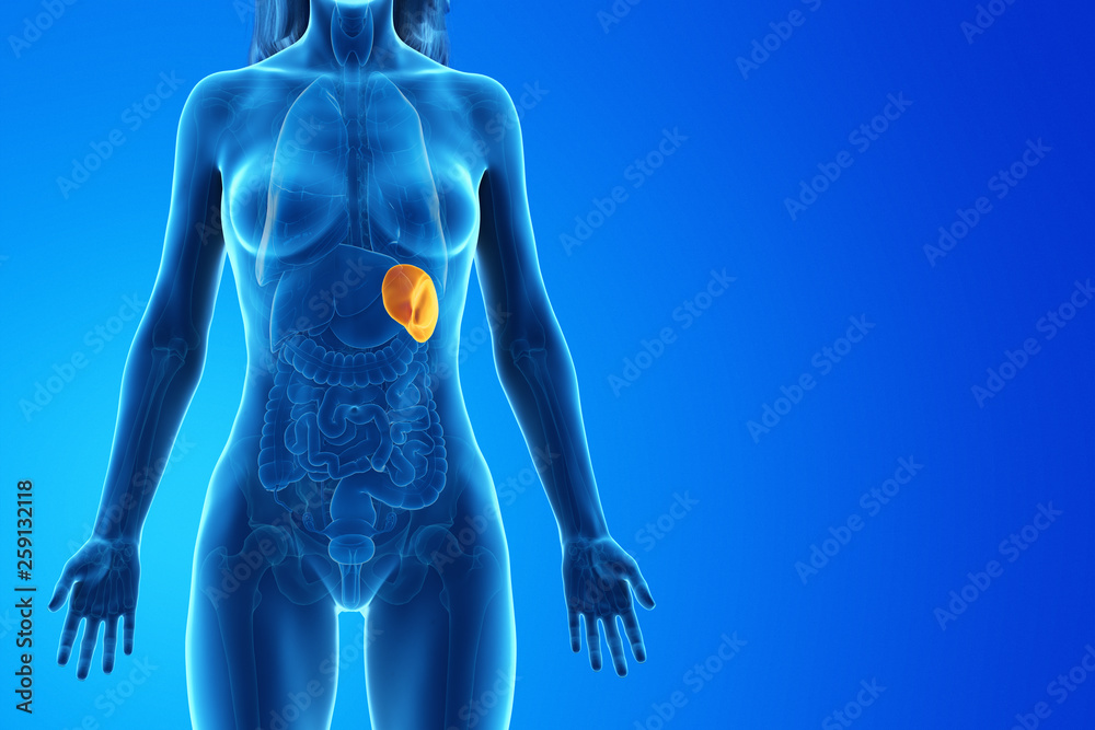 3d rendered medically accurate illustration of a womans spleen 3d rendered medically accurate illustration of a womans spleen