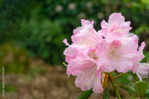 Rhododendron im April. Blühender Rhododendron im Frühling. Pinker Rhododendron hirsutum.