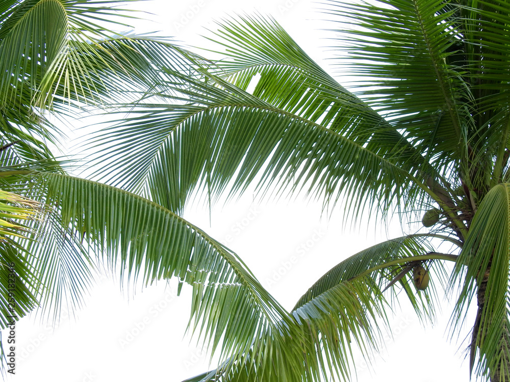 Fototapeta premium coconut leaves on white background