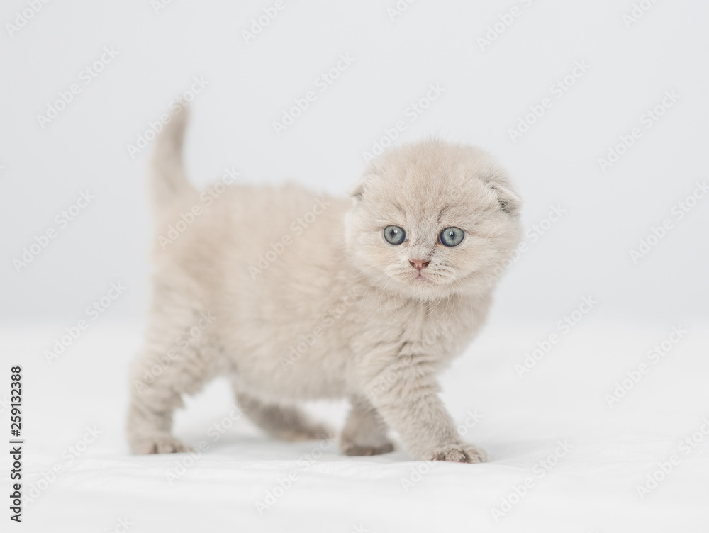 Baby kitten walking on the bed at home Baby kitten walking on the bed at home