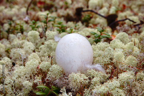 egg of the wild goose (Bean goose photo