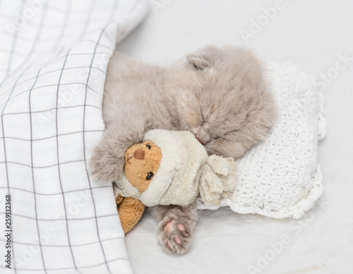 Cute baby kitten sleeping on pillow under blanket with toy bear