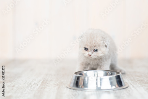 Kitten eating food from dish at home. Empty space for text