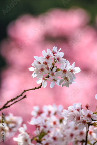 桜の花