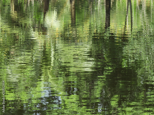 green tree water reflection in nature