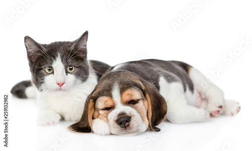 Sleeping beagle puppy and kitten lying together. isolated on white background