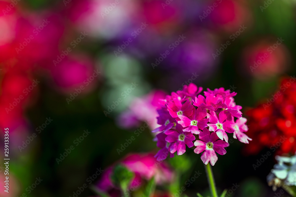 fully bloom seasonal flowers in field fully bloom seasonal flowers in field