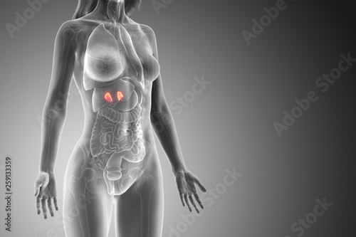 3d rendered medically accurate illustration of a womans adrenal glands