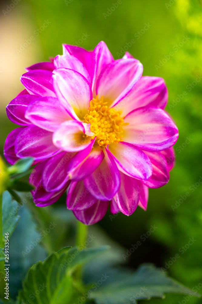 Fototapeta premium ダリアの花