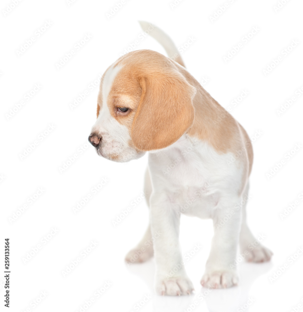 Little beagle puppy standing and looking away. isolated on white background