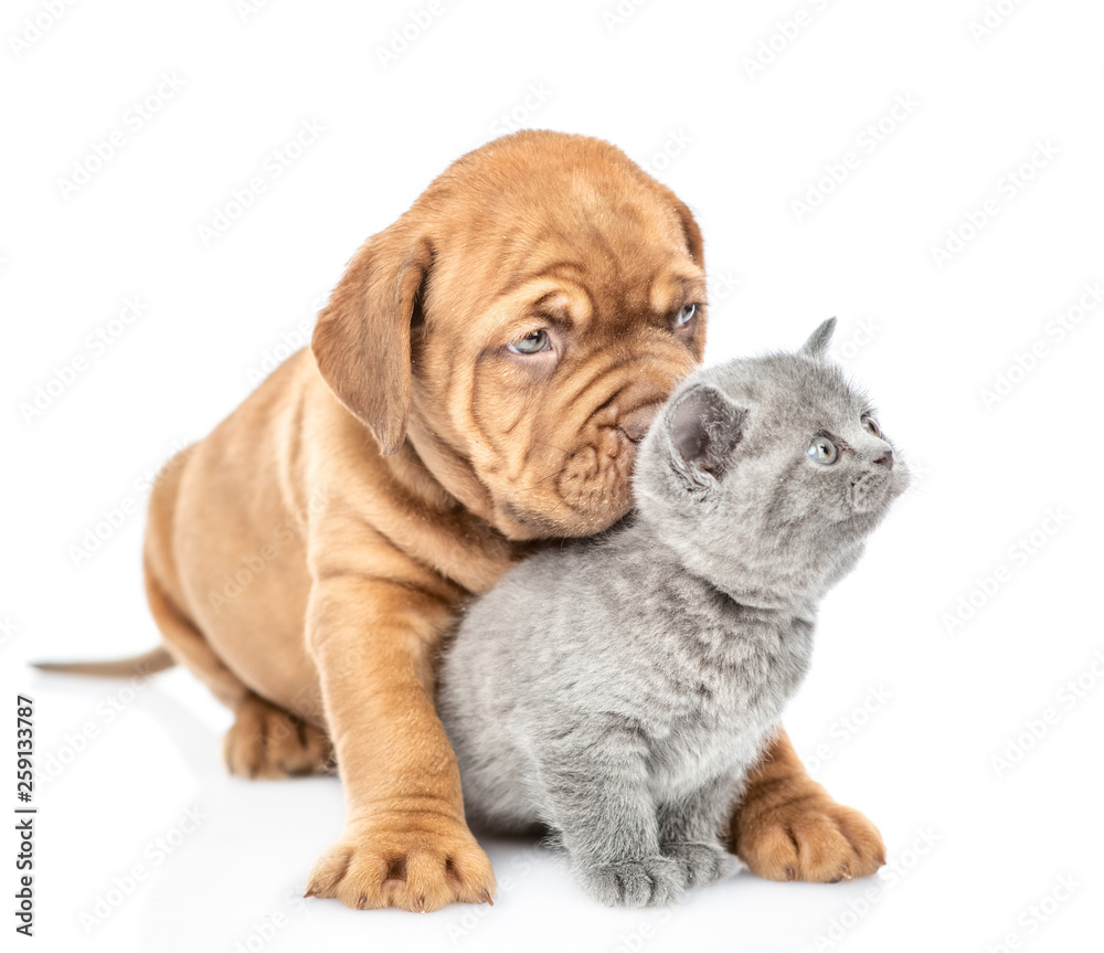 Playful mastiff puppy hugging grey kitten. isolated on white background Playful mastiff puppy hugging grey kitten. isolated on white background