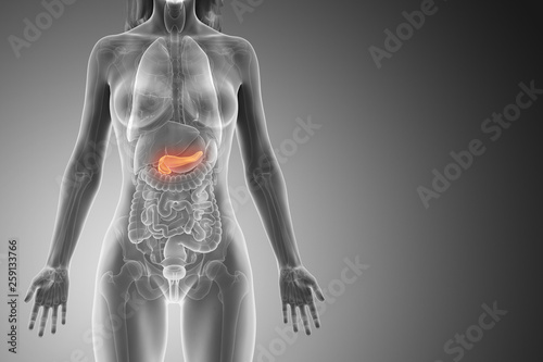 3d rendered medically accurate illustration of a womans pancreas