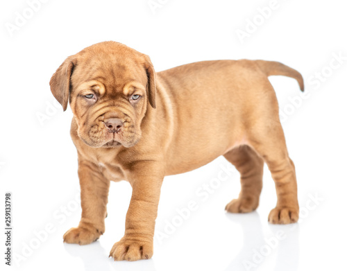 Portrait of a Bordeaux puppy. isolated on white background © Ermolaev Alexandr