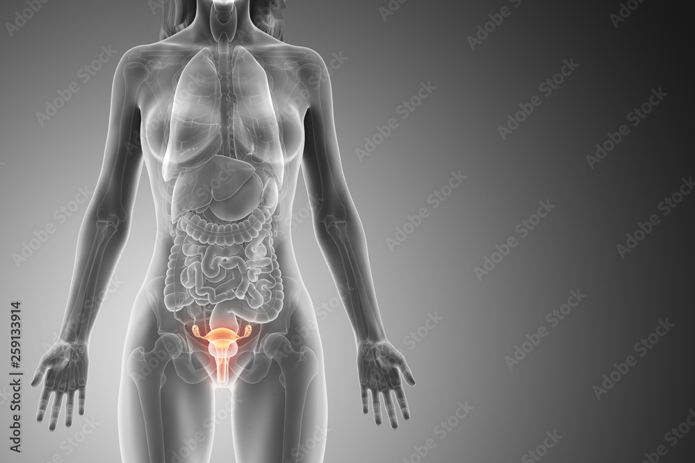 3d rendered medically accurate illustration of a womans uterus 3d rendered medically accurate illustration of a womans uterus