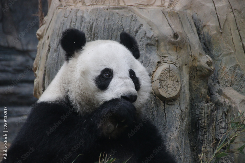 Fototapeta premium Sweet Face of Giant Panda, China