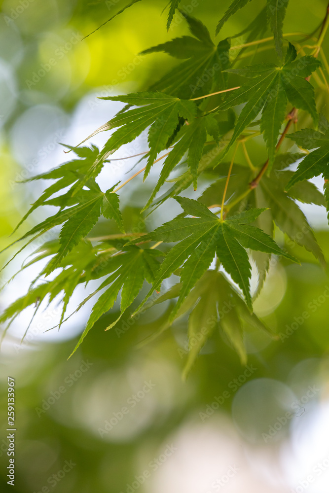 緑のモミジ