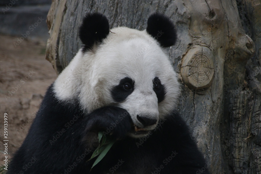 Fototapeta premium Female Panda name, Wen Hui, Ai Bao Safari Park, China