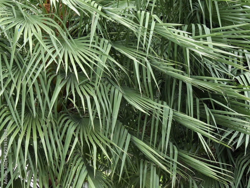 Fototapeta premium green palm leaf tree