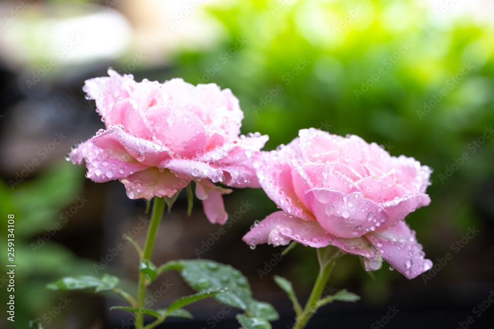 バラの花 バラの花