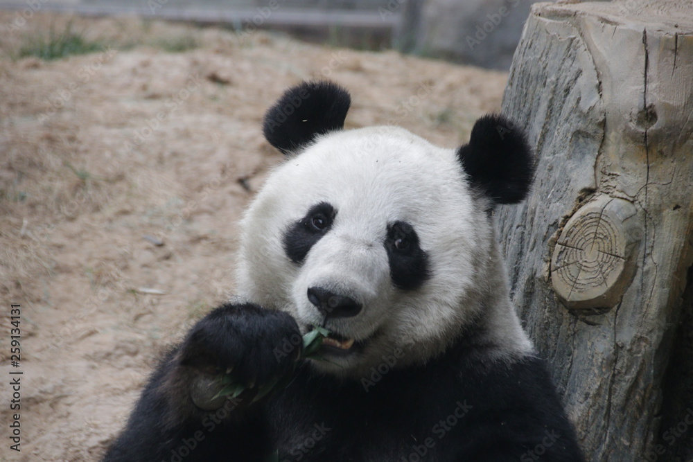 Female Giant Panda Name