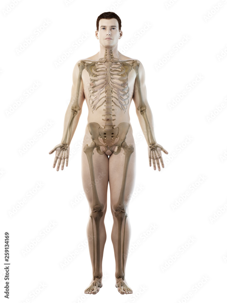 3d rendered medically accurate illustration of a mans skeleton