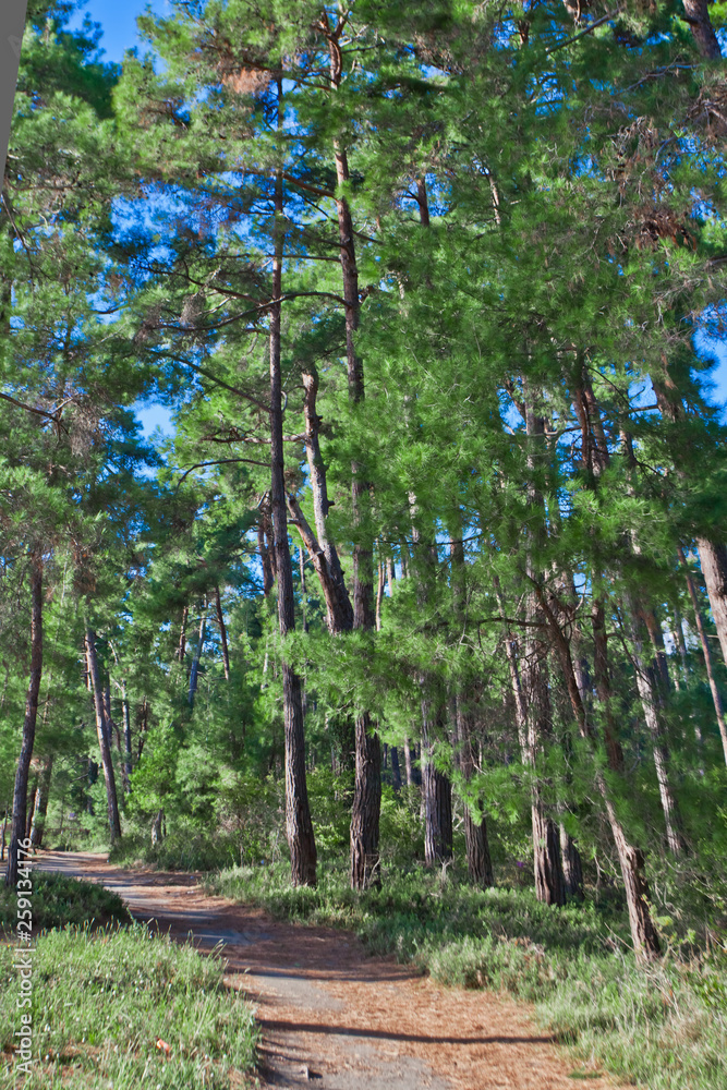 Obraz premium path to the green forest.Footpath in a beautiful pine forest. Pitsundskaya grove relic pine. Tourism in Abkhazia.