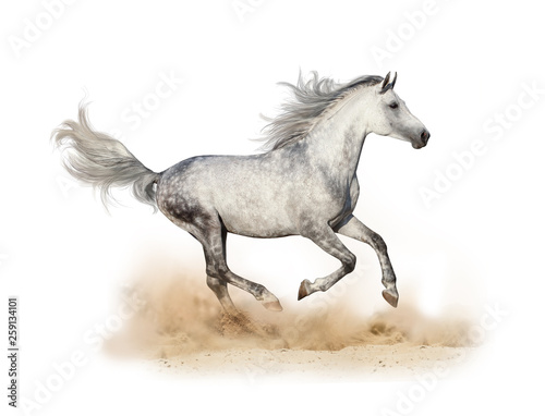 Dapple gray arabian stallion running © Mari_art