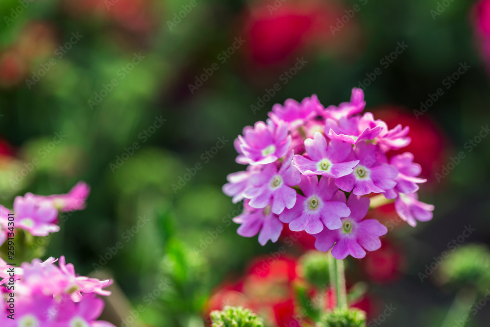 fully bloom seasonal flowers in field fully bloom seasonal flowers in field