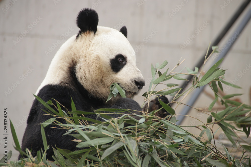 Fototapeta premium Cute Giant Panda Eating Bamboo Leaves