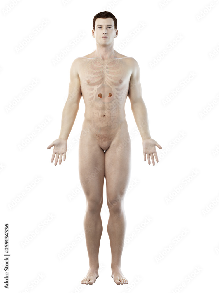 3d rendered medically accurate illustration of a mans adrenal glands 3d rendered medically accurate illustration of a mans adrenal glands