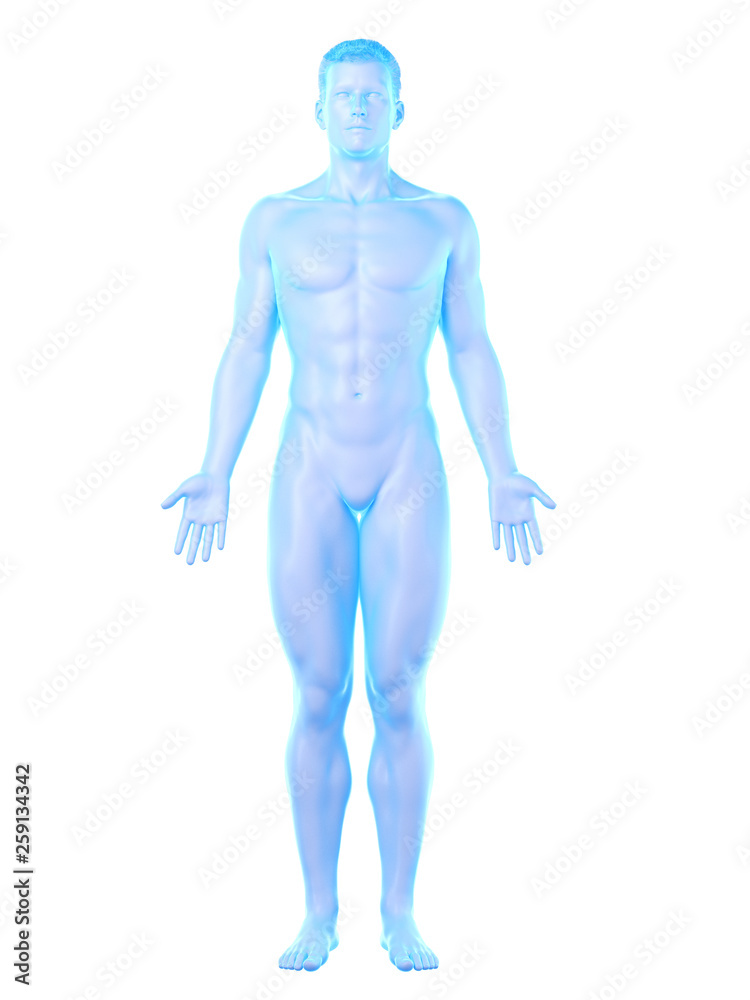 3d rendered medically accurate illustration of a mans body