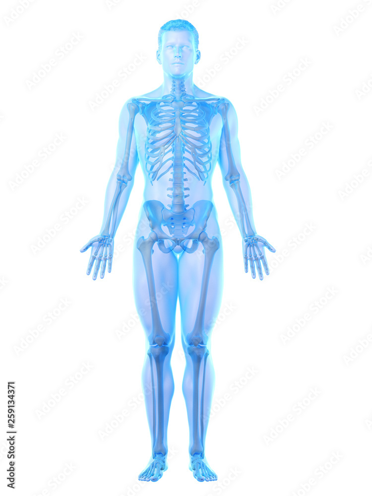 3d rendered medically accurate illustration of a mans skeleton 3d rendered medically accurate illustration of a mans skeleton