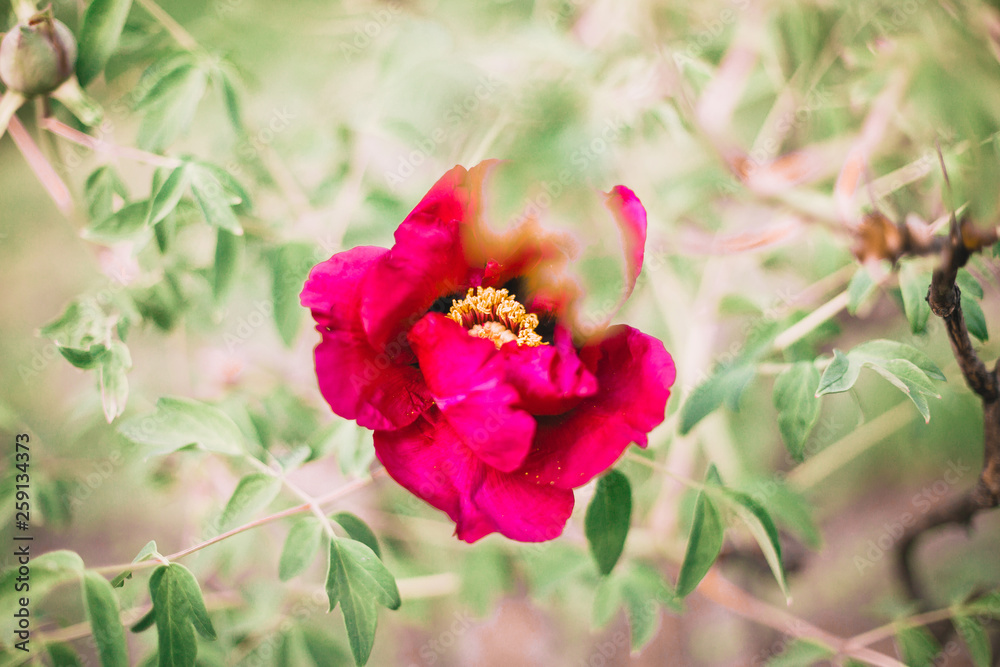Fototapeta premium Red blooming peony in the park