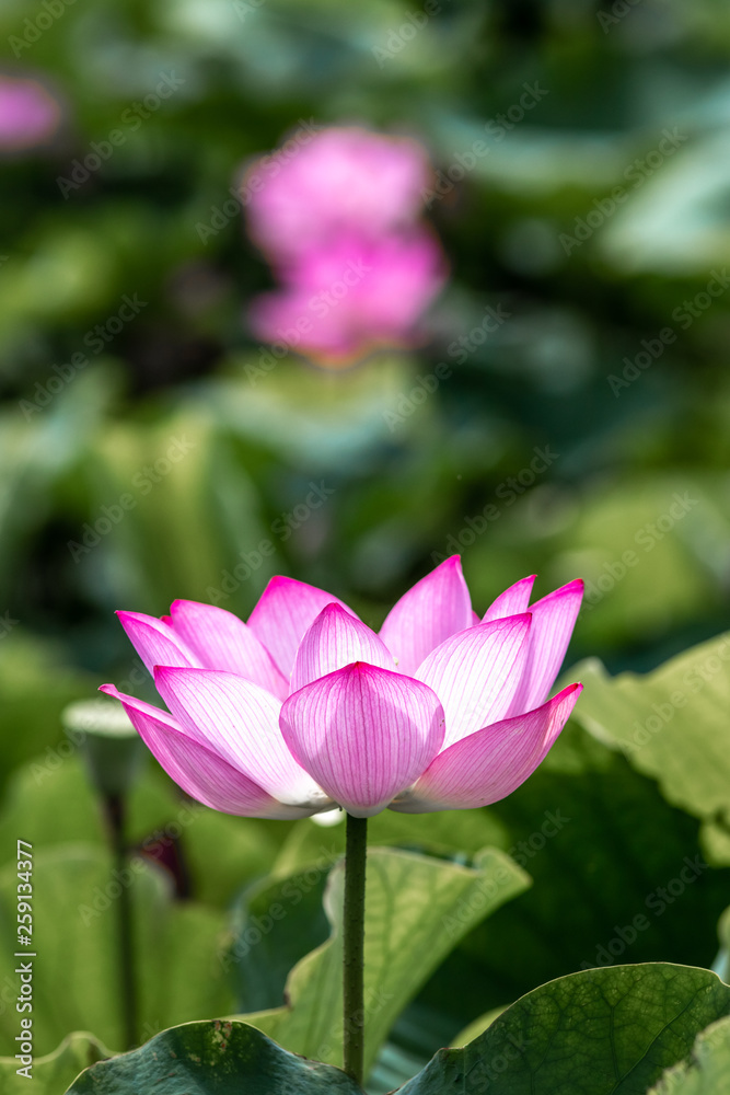 蓮の花　初夏イメージ