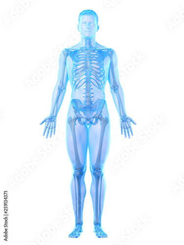 3d rendered medically accurate illustration of a mans skeleton © Sebastian Kaulitzki