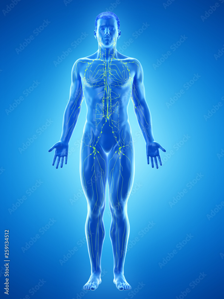 3d rendered medically accurate illustration of a mans lymphatic system 3d rendered medically accurate illustration of a mans lymphatic system