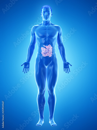 3d rendered medically accurate illustration of a mans small intestine