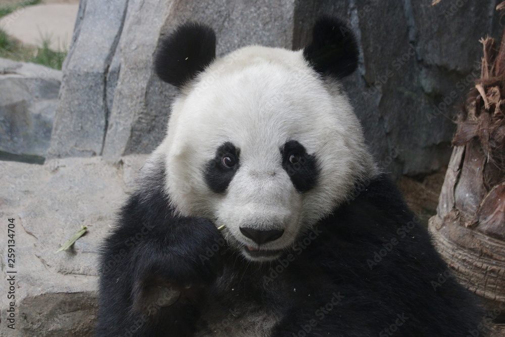 Close up Giant Panda's Face, China Close up Giant Panda's Face, China