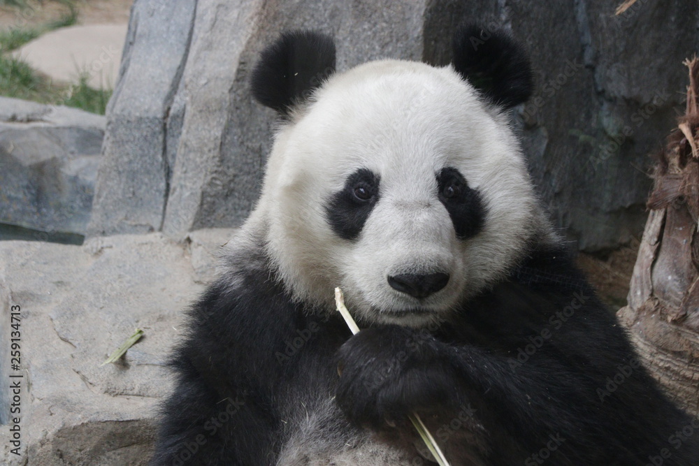 Serious Giant Panda, China
