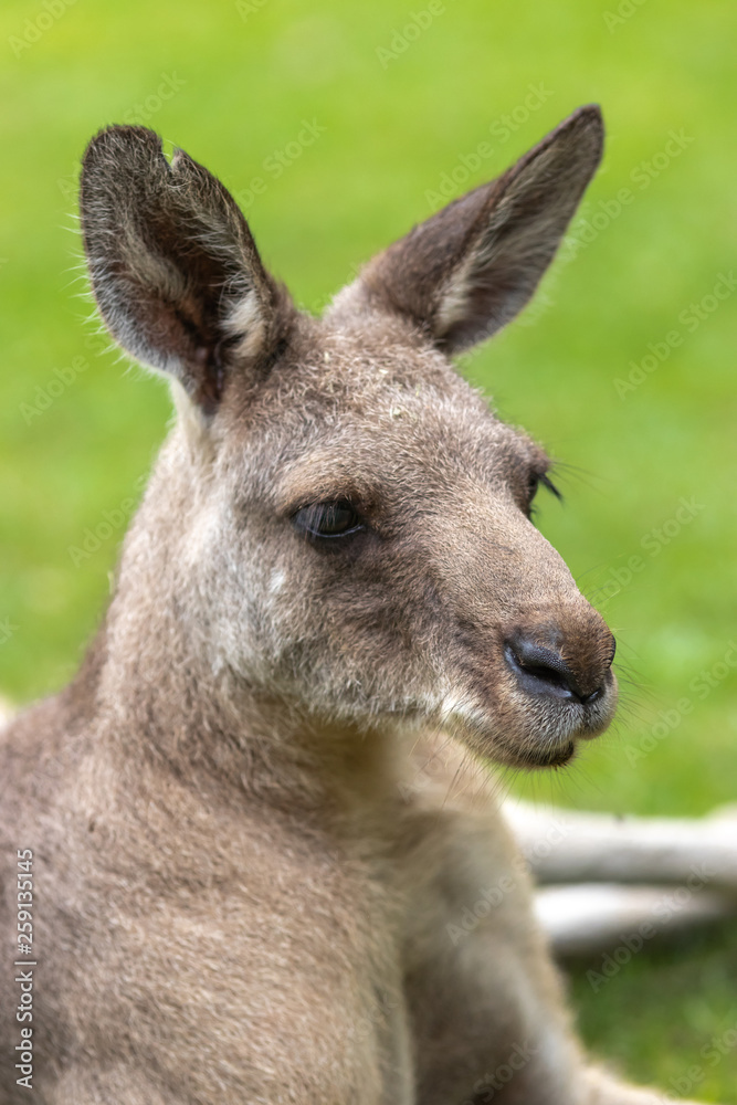 カンガルーのポートレート