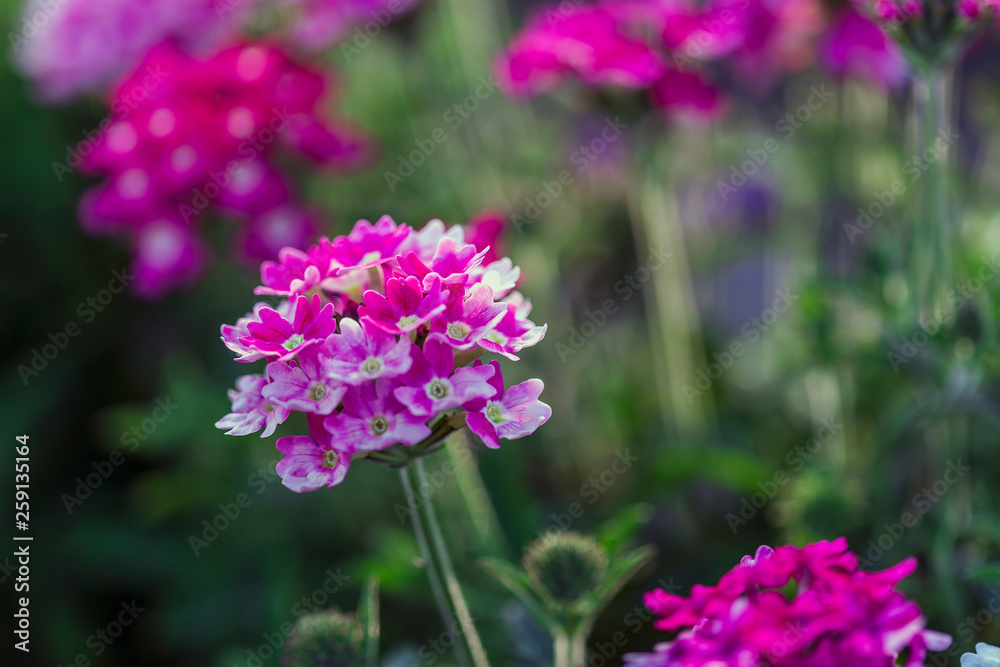 fully bloom seasonal flowers in field fully bloom seasonal flowers in field