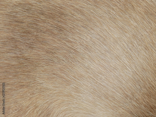 fur of cat texture background