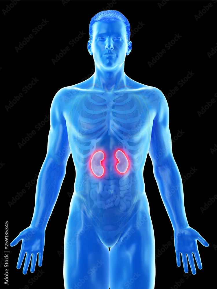 3d rendered medically accurate illustration of a mans kidneys 3d rendered medically accurate illustration of a mans kidneys
