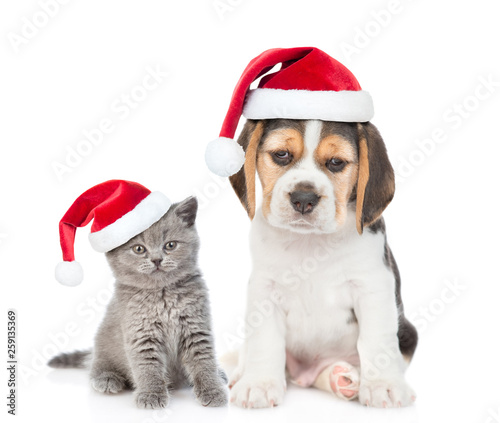 Beagle puppy and gray kitten in red christmas hats sitting together. isolated on white background
