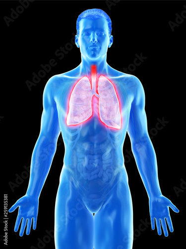 3d rendered medically accurate illustration of a mans lung