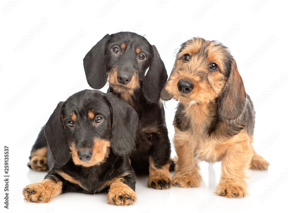 Fototapeta Three Dachshund puppies looking at camera together. isolated on white background