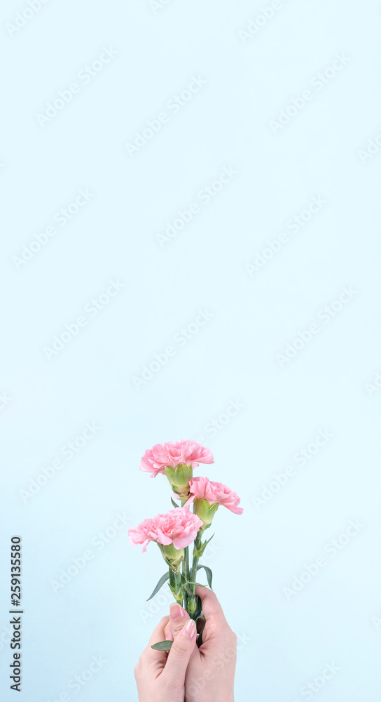 Woman giving bunch of elegance blooming baby pink color tender carnations isolated on pale blue background, mothers day decor design concept, top view, close up, copy space Woman giving bunch of elegance blooming baby pink color tender carnations isolated on pale blue background, mothers day decor design concept, top view, close up, copy space
