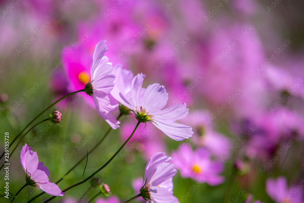 コスモス畑　秋イメージ